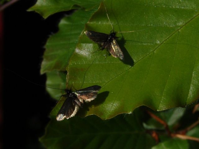 Adela reaumurella van de fam. der Adelidae waarvan veel soorten een extreem lange antenne hebben. Rups leeft op dode bladeren van eik en beuk.